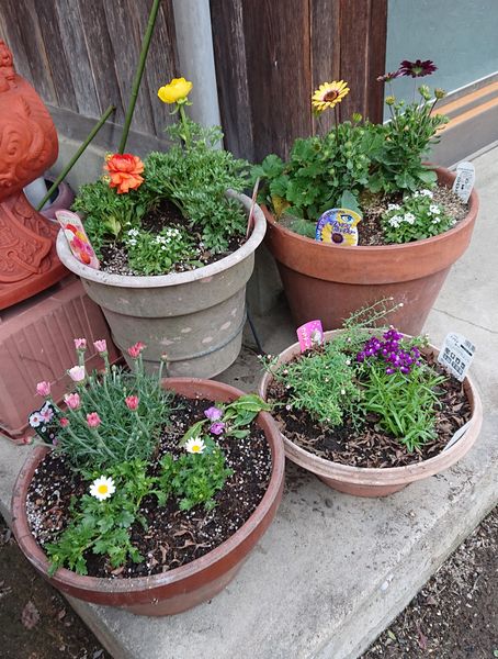 やっと 玄関先の花が植えられました みんなの趣味の園芸 By シャムちゃん 7800