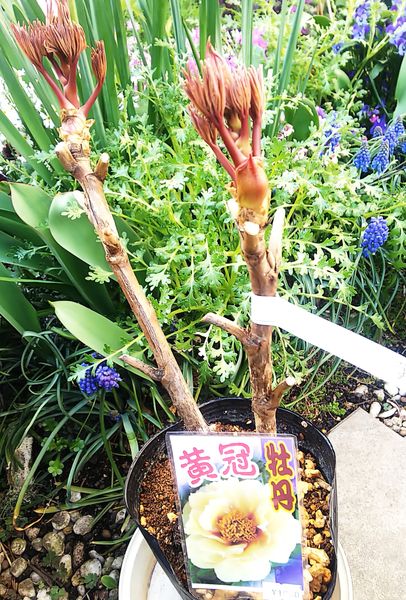 牡丹黄冠と芍薬の植え替え みんなの趣味の園芸 By Jictenko 7118
