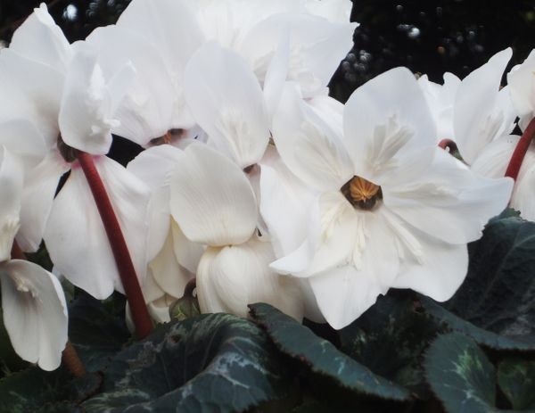 白いシクラメンも花数が増えてきました みんなの趣味の園芸 Nhk出版 花柘榴さんの園芸日記