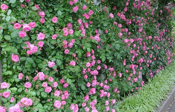 つるバラ フェンスに誘引 みんなの趣味の園芸 Nhk出版 有島 薫さんの園芸日記