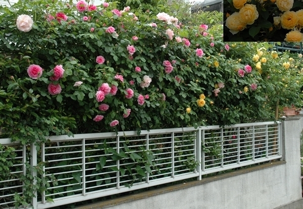 つるバラ フェンスに誘引 みんなの趣味の園芸 By 有島 薫