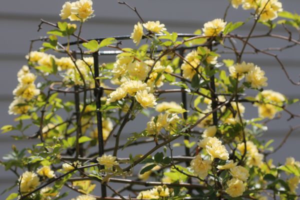 太陽と黄色い花たち みんなの趣味の園芸 Nhk出版 英 はな のおばちゃんさんの園芸日記 79