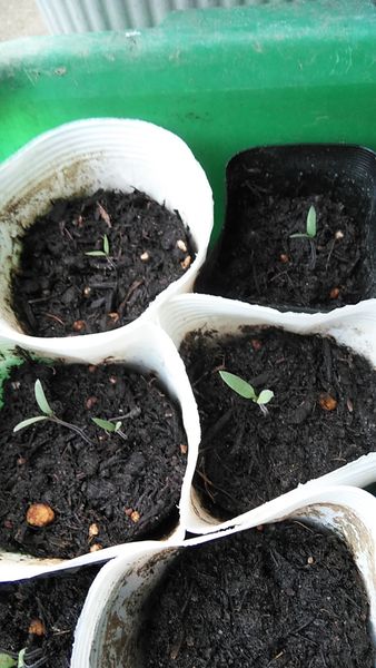 ミニトマトの種発芽しました みんなの趣味の園芸 Nhk出版 チャッピーママさんの園芸日記