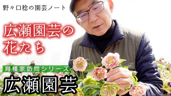 Youtube ２本目の動画をアップ みんなの趣味の園芸 Nhk出版 野々口稔さんの園芸日記