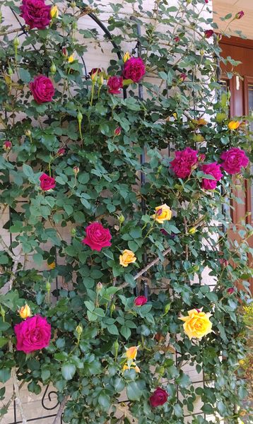 薔薇の庭 4 26 つる薔薇の共演 みんなの趣味の園芸 Nhk出版 Wakabaさんの園芸日記