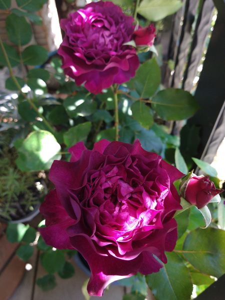 今日の開花バラ 赤紫編 写真2枚目 かよぽちさんの日記 みんなの趣味の園芸 21 05 02