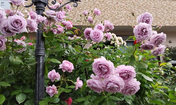 薔薇の庭 ノヴァーリス レヨン ド ソレイユ みさき みんなの趣味の園芸 By Wakaba