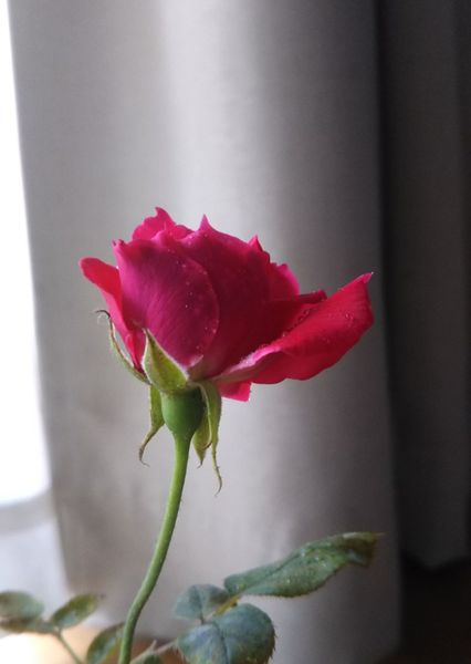 実生の赤いバラ カシノキラン ﾁｪﾘｰﾌﾞﾛｯｻﾑ 園芸日記 By ミルキー ノン みんなの趣味の園芸 0411