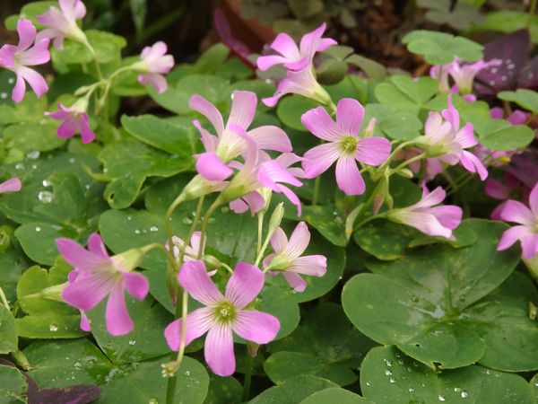 クローバの花 ではなくて 笑 紫カタバミでした 懐かしくて みんなの趣味の園芸 Nhk出版 Sakurasouさんの園芸日記 5804
