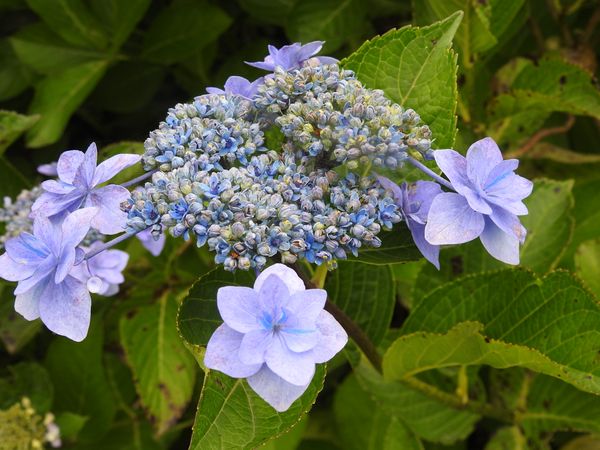 紫陽花の花とは みんなの趣味の園芸 By 花好きかんちゃん 9998