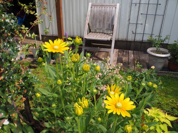 ルドベキア プレーリーサン 写真2枚目 モモパチョコさんの日記 みんなの趣味の園芸 21 06 22