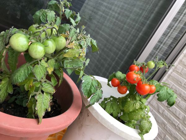 鉢植えトマト レジナ みんなの趣味の園芸 By ロンドンネコ 6673