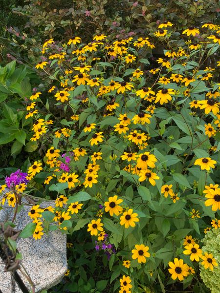 夏の黄色い花たち 写真1枚目 弥生５月さんの日記 みんなの趣味の園芸 21 07 28