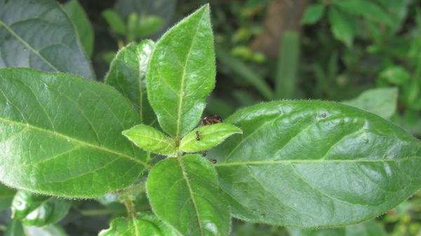 てんとう虫と蟻とアブラムシの関係 写真3枚目 Shinji 70さんの日記 みんなの趣味の園芸 21 07 31