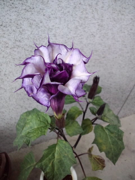 ダチュラ って 紫色八重 みんなの趣味の園芸 Nhk出版 Peaceさんの園芸日記 8572