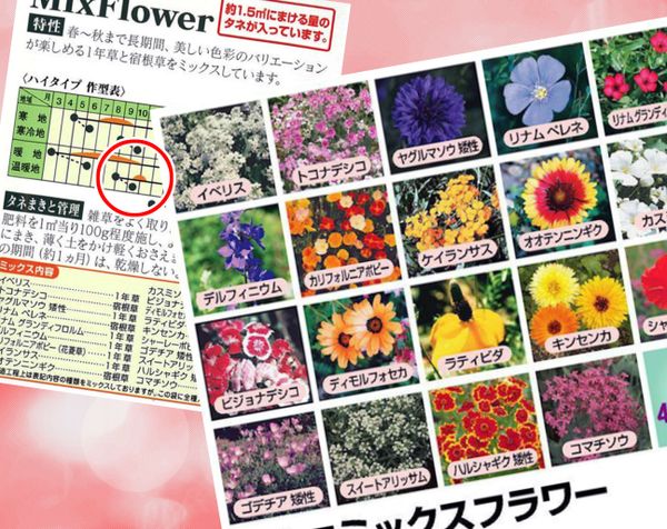 秋蒔き種から花が咲く みんなの趣味の園芸 Nhk出版 Kite Comさんの園芸日記 8114