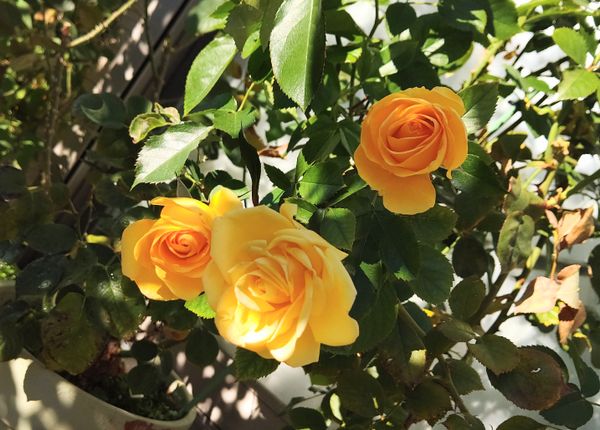 薔薇ﾚﾖﾝ ﾄﾞｩ ｿﾚｲﾕの日記一覧 Wakabaさんの園芸日記 みんなの趣味の園芸
