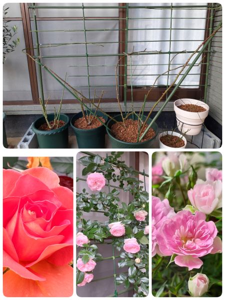 バラの剪定 誘引 鉢増し 植え替え みんなの趣味の園芸 By おねこ 9693