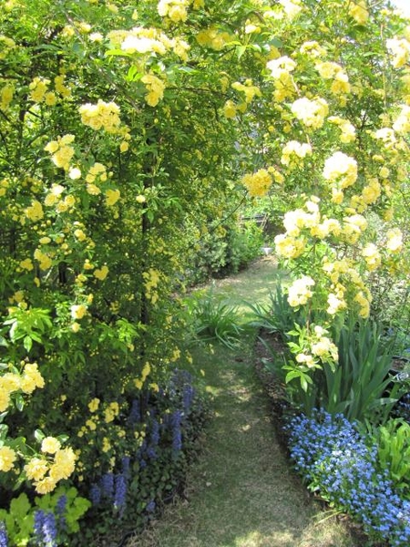 モッコウバラの咲く小径 みんなの趣味の園芸 Nhk出版 そよ風の庭さんの園芸日記