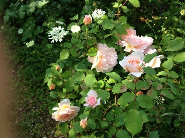 Erメアリーマグダレンと新入りのバラ みんなの趣味の園芸 Nhk出版 オーリキュラさんの園芸日記