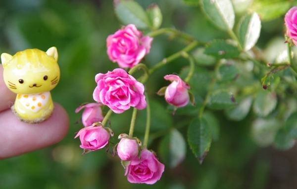 世界一小さいバラ みんなの趣味の園芸 By ボタンちゃん
