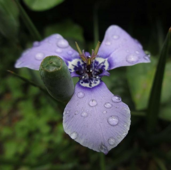 雑草化チリアヤメ 今年も咲いてます みんなの趣味の園芸 By まつ虫