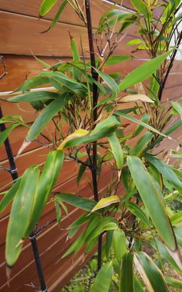 4年前に購入した黒竹を植木鉢で育てています 葉が黄色くなっ 園芸相談q A みんなの趣味の園芸