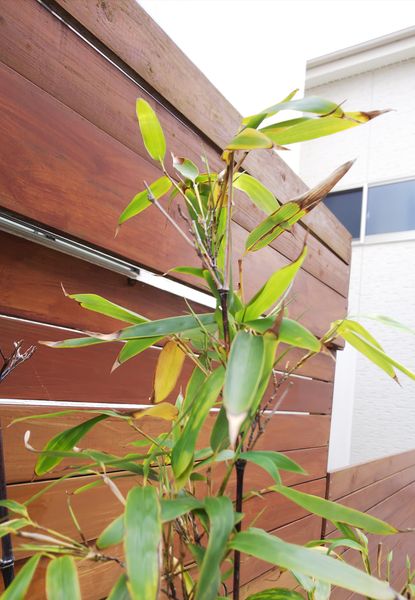 4年前に購入した黒竹を植木鉢で育てています 葉が黄色くなっ 園芸相談q A みんなの趣味の園芸