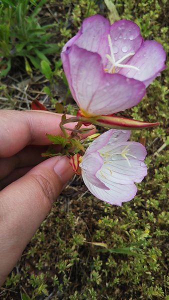 この花の名前を教えてください ピンクと白の柔らかい雰囲気の 園芸相談q A みんなの趣味の園芸