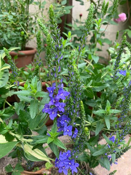 はっきりした鮮やかな青色の花です ベロニカの種類のようで 園芸相談q A みんなの趣味の園芸