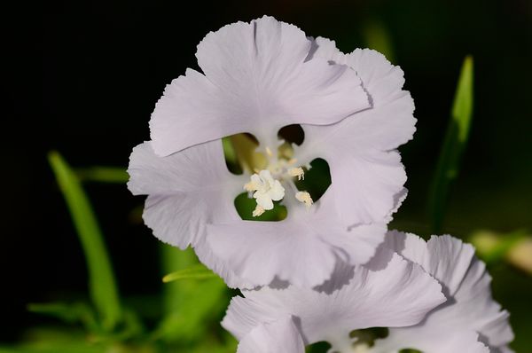 花の名前を教えてください 銀杏の葉の形をした花弁が４枚の白 園芸相談q A みんなの趣味の園芸