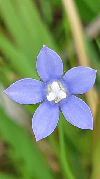散歩途中に土手の側面に咲いていた小さな 5 ６ｍｍ 青い花が 園芸相談q A みんなの趣味の園芸