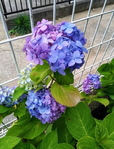 アジサイの花の色が２色になる理由についてお尋ねします 鉢植 園芸相談q A みんなの趣味の園芸