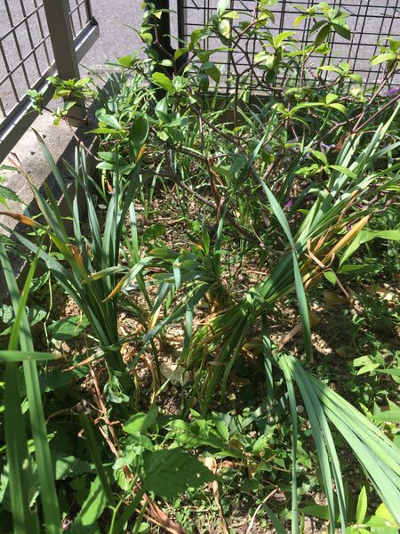 小さな庭に水仙を植えっぱなしにしています 葉が枯れた後のス 園芸相談q A みんなの趣味の園芸