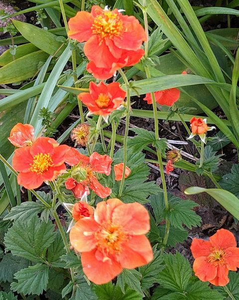 ５月中頃から６月初めまでオレンジ色の花が咲きます 北海道 園芸相談q A みんなの趣味の園芸
