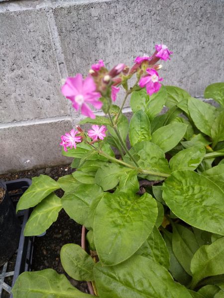 去年秋 シレネの種をいただき先日かわいいお花が咲きました 園芸相談q A みんなの趣味の園芸