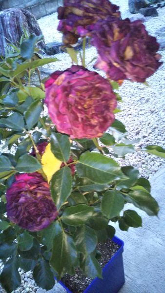 先週 人生初のバラの鉢植えを購入しましたが 朝水やりをして 園芸相談q A みんなの趣味の園芸