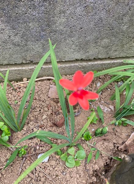庭に毎年咲く花です 2センチの小さな花でとても可愛いです 園芸相談q A みんなの趣味の園芸