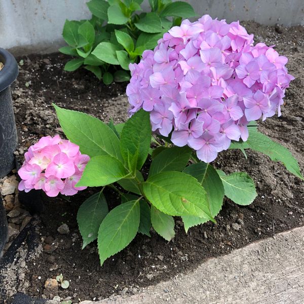 去年挿した紫陽花に花が咲きました そろそろ色もあせてきて 園芸相談q A みんなの趣味の園芸