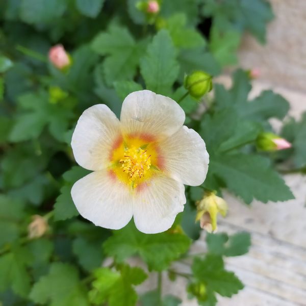 何年か前に花屋で購入しましたが 名前を忘れてしまい ずっと 園芸相談q A みんなの趣味の園芸