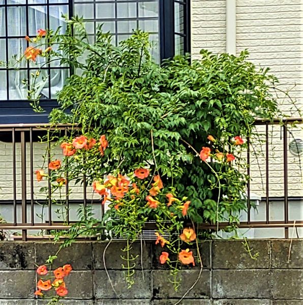 ６月中旬になって彼方此方の公園や庭に 写真のオレンジ色の花 園芸相談q A みんなの趣味の園芸