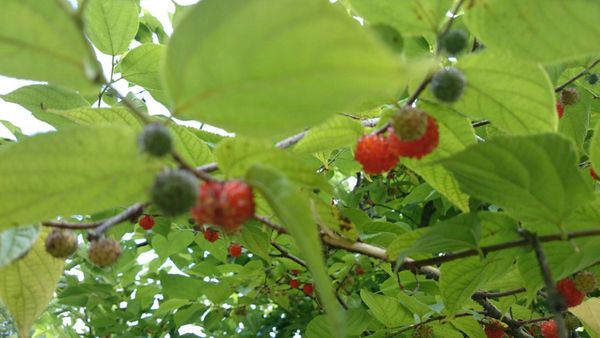 赤い実がなっているこの木はなんでしょうか 夏 赤い実のなる 園芸相談q A みんなの趣味の園芸