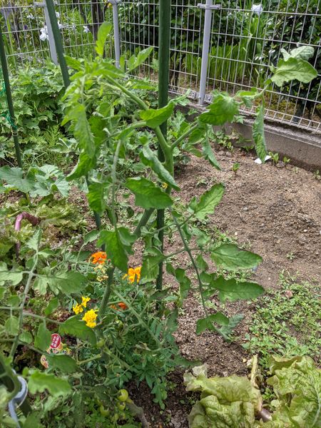 ミニトマトの葉に茶色の斑点ができて元気がありません 実のガ 園芸相談q A みんなの趣味の園芸