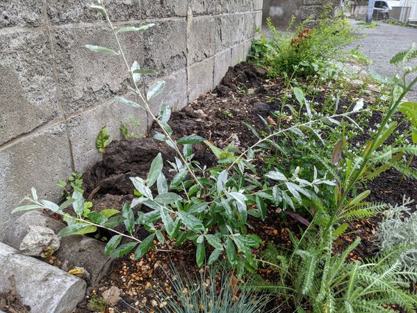 ロシアンオリーブの剪定についてです ２週間前に花壇に植え 園芸相談q A みんなの趣味の園芸