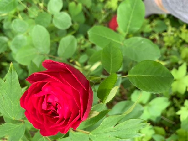 バラは八重で一季咲きです 甘い豊潤な香りがあります 紫色の 園芸相談q A みんなの趣味の園芸