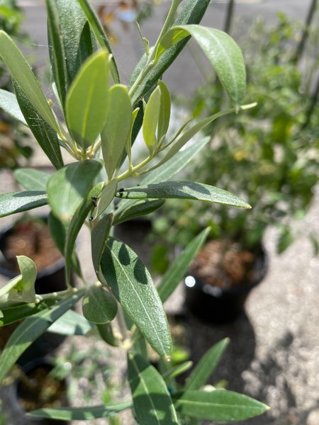 外の鉢植えのオリーブの葉に今年は沢山 黒い粒 卵 ふん 園芸相談q A みんなの趣味の園芸