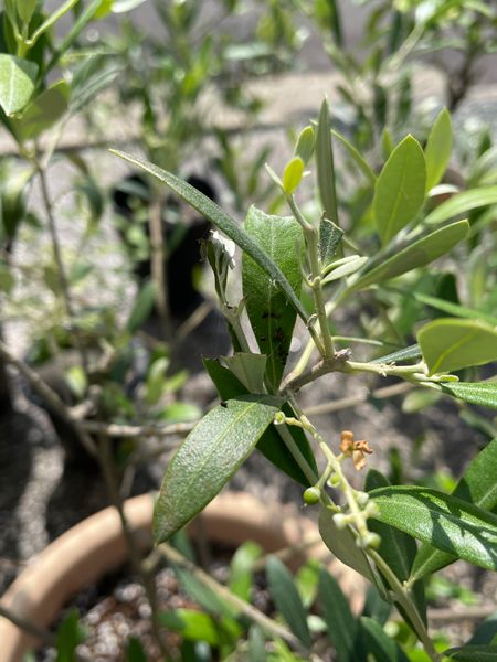 外の鉢植えのオリーブの葉に今年は沢山 黒い粒 卵 ふん 園芸相談q A みんなの趣味の園芸