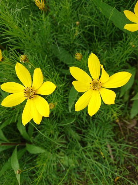 庭にコスモスに似た黄色い花がたくさん咲いています 名前がわ 園芸相談q A みんなの趣味の園芸