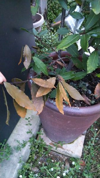 何年も育てている鉢植えの月桂樹 黄金葉種 のひと枝が枯れて 園芸相談q A みんなの趣味の園芸