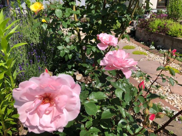 ウチにある名前の分からない 薔薇の名前が知りたいです かな 園芸相談q A みんなの趣味の園芸